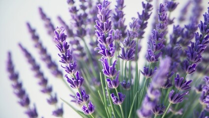 Obraz premium Background featuring isolated natural lavender flowers