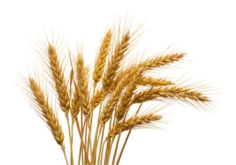 Golden Wheat Stalks