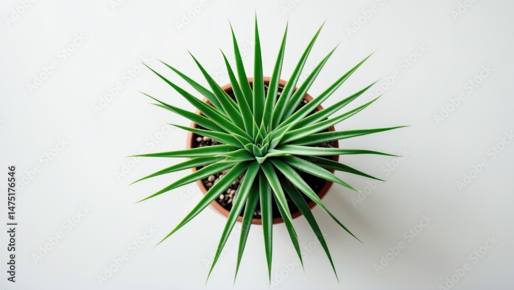 Poster Top-down view of a small potted green cactus on a desk background featuring blank space.