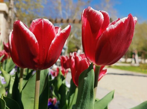red tulips in the garden