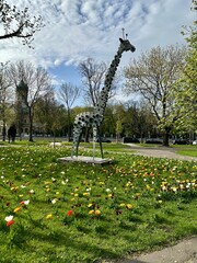 Decorative metal giraffe sculpture standing in a vibrant tulip flowerbed in a park on a sunny day. The background features a clear blue sky, creating a cheerful and artistic spring scene.