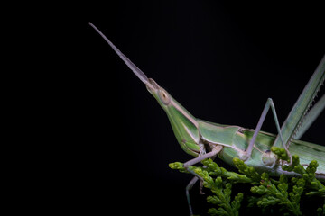 Detailed macro of grasshopper on plant Acrida cinerea
