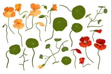 
set of flower elements, orange and red nasturtium, buds, leaves, botanical illustration, elements for postcard, pattern, cosmetic