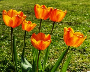 Obraz premium yellow tulips