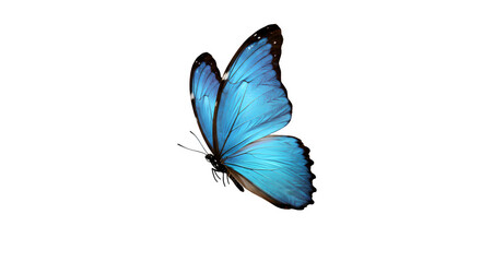 Monarch Butterfly Isolated on White Background, Vivid Butterfly with Wings Spread on white background, Beautiful Monarch Butterfly Close-Up on white background