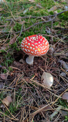 red mushroom in the forest