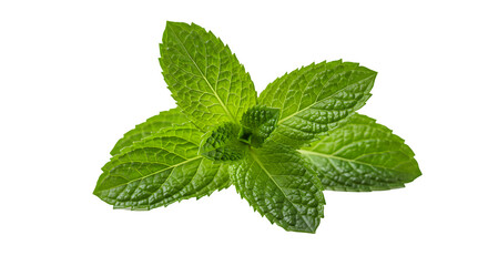 Fresh Mint Leaves Isolated on White Background, Green Mint Herb, Aromatic Leaves for Cooking and Tea, Peppermint or Spearmint Leaves on white background