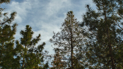 Tree branches in the forest against a calm sky, nature south of France, mood, angle from below, dutch angle