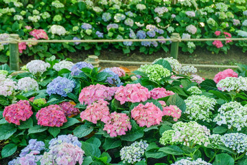 Colorful hydrangea bushes with pink, purple, and blue blooms, surrounded by lush green leaves,Hydrangea macrophylla, Multicolored hydrangea in peak bloom in a garden.