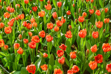 Fototapeta premium Colorful Tulips field in winter or spring,field of tulips in full bloom with various colors like pink, purple, yellow in the garden and pathway,tulip designs card.