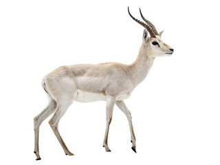 Antelope animal png wild deer png horned animal png savanna animal png fast running animal png transparent image