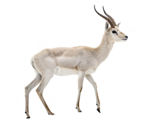 Antelope animal png wild deer png horned animal png savanna animal png fast running animal png transparent image