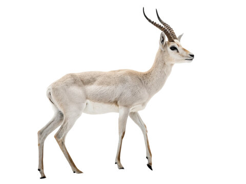 Antelope animal png wild deer png horned animal png savanna animal png fast running animal png transparent image - Powered by Adobe