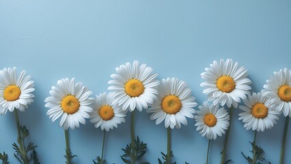 Obraz premium Daisies on a summer-themed blue backdrop