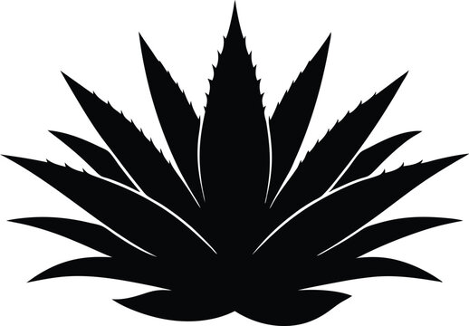 black agave plant silhouette on white background clip art preview