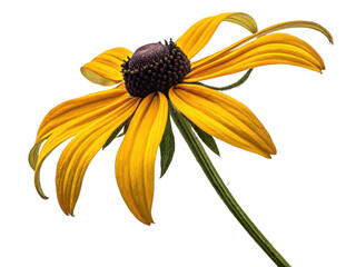 Blackeyed Susan flower png yellow flower png daisy flower png garden flower png blooming plant png transparent png