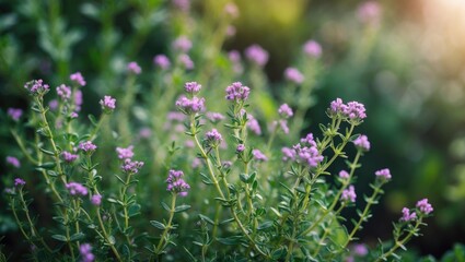 Thyme as an herb: natural flavor enhancer and medicinal plant for health and wellness