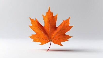 Fototapeta premium Autumn Maple Leaf Drop on White Surface
