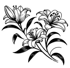 lily flower bouquet in vintage engraved botanical black and white vector