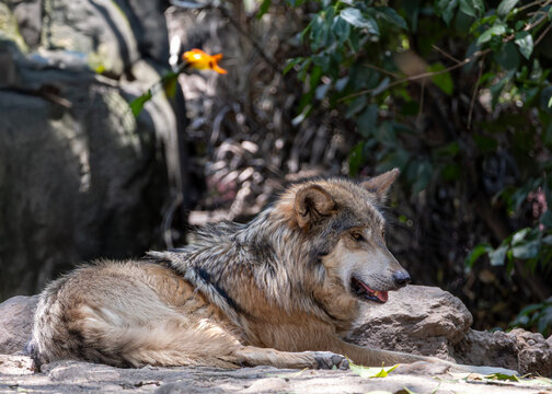 Mexican wolf in the shade of mesquite trees