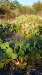 Many green cacti in natural environment, bright, nature south of France, detailing