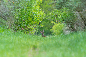 Ein Rehbock steht in einem grünen Wald