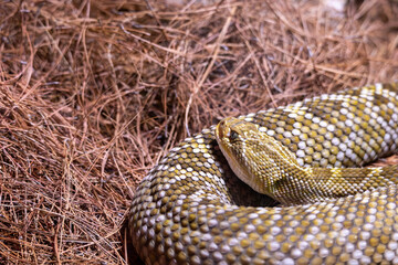 Close up of mexican rattlesnake with detail of its scales