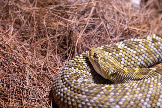 Close up of mexican rattlesnake with detail of its scales