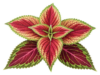 Coleus flower png colorful plant flower png ornamental coleus png garden flower png vibrant coleus bloom png transparent png