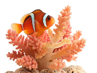 Coral animal png marine coral species png underwater coral reef png ocean coral life png colorful coral animal png transparent png