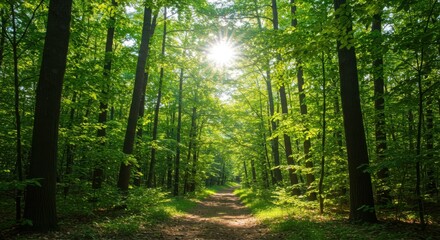 Sun shining through the trees in a forest landscape for backgrounds and nature photography