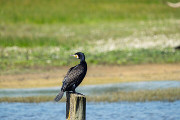 portrait grand cormoran adulte au plumage nuptiale dans sa zone de p&ecirc;che une journ&eacute;e de soleil