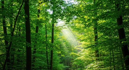Obraz premium Lush green forest with sun rays shining through trees for backgrounds, nature photography, and environmental projects.