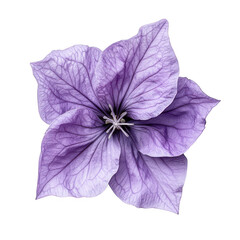 Purple flower with five petals isolated on transparent background