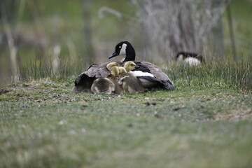 Canada Goose with goslings near water