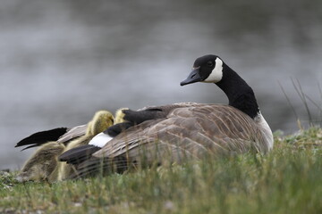 Canada Goose with goslings near water