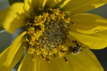 Balsamroot single flower with green background.