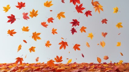 Obraz premium Isolated Autumn Leaves in Fall Colors on White Background