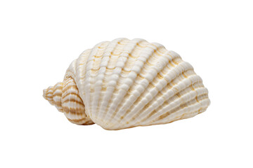 Obraz premium Cockle shell isolated on transparent background, ribbed sea clam png