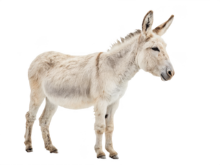 Donkey animal png domestic donkey species png farm donkey animal png small donkey breed png cute donkey pet png transparent png