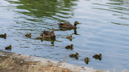 Familia de patos silvestres nadando a la orilla de un lago