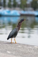 Garcita verde (butorides virescens)