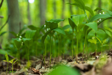 Lily of the valley - Convallaria majalis - white flower with green leaves in the forest. Beautiful bokeh. Poisonous flower