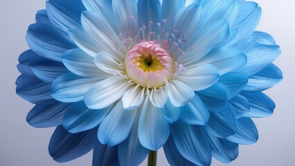 Obraz premium White background featuring a blue chrysanthemum flower with clipping path for decoration