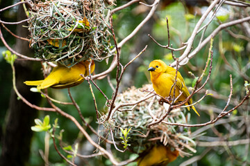 Beautiful ploceus castaneiceps, yellow bird, builds a nest on the branches of a tree.
