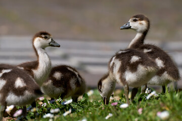 Nilgans Küken Gruppe (Alopochen aegyptiaca) Nahaufnahme in einer Wiese mit Gänseblümchen - Baden-Württemberg, Deutschland