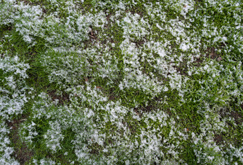 Green grass is covered with first snow in winter