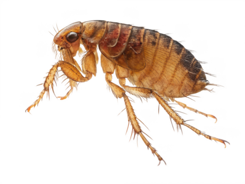 Flea animal png flea insect png close-up flea animal png small flea insect png jumping flea insect png transparent png
