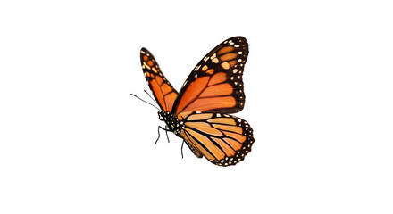 Monarch Butterfly Isolated on White Background, Vivid Butterfly with Wings Spread on white background, Beautiful Monarch Butterfly Close-Up on white background