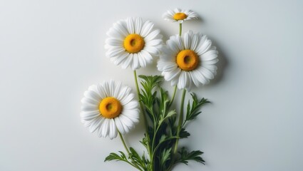 Obraz premium Group of chamomile leaves and flowers for herbal infusion package design
